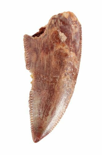 Serrated Raptor Tooth - Morocco #62173
